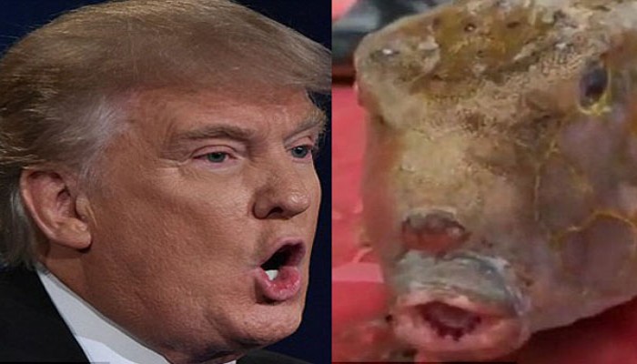 Trump Fish Caught in China