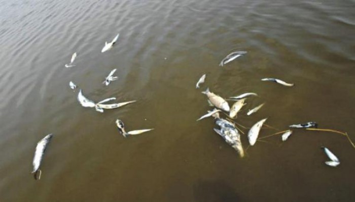 1,276 tonnes of fish died in haors