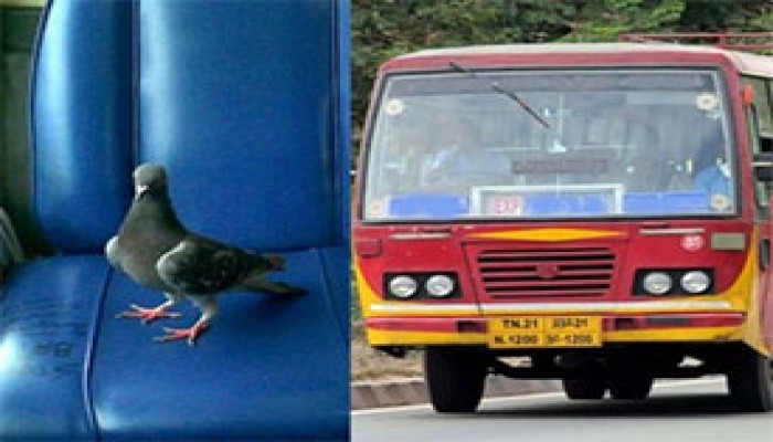 পায়রা