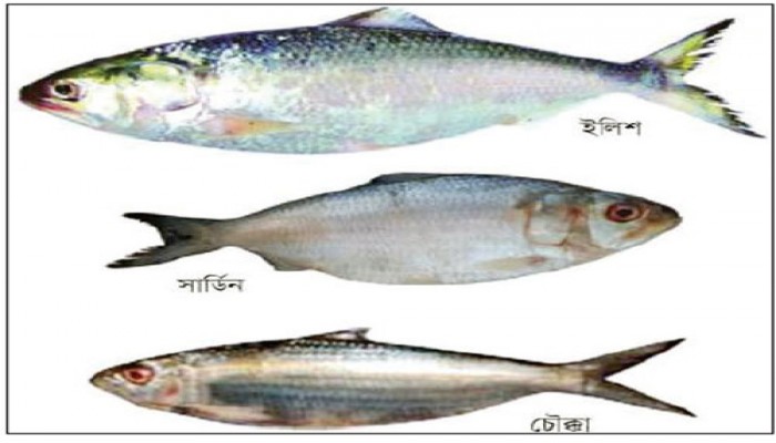 ইলিশের ভিড়ে নকল ইলিশ