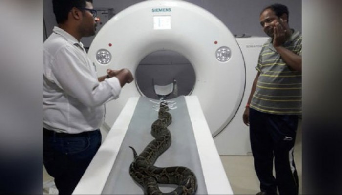 সাপের সিটিস্ক্যান!