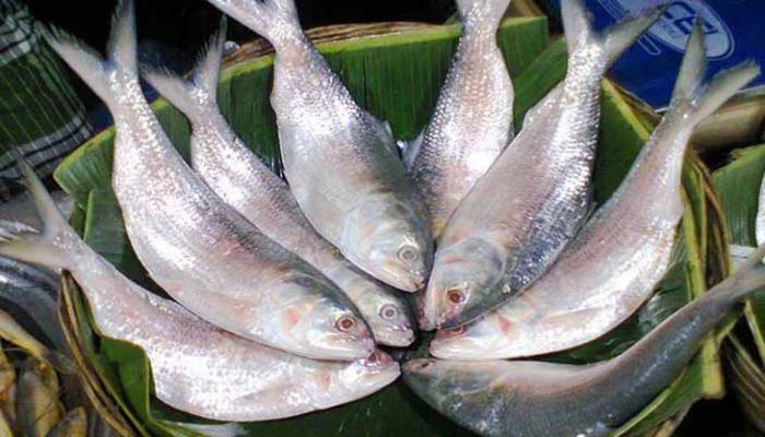 ইলিশ