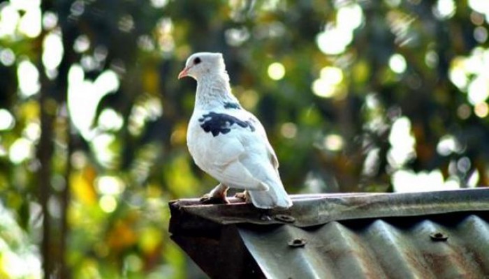 কবুতরের অনেক বুদ্ধি