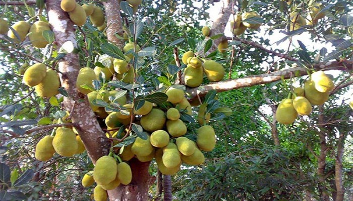 কাঁঠালের ওজন আড়াই কেজি, কিন্তু দাম ১০ লাখ টাকা!‌