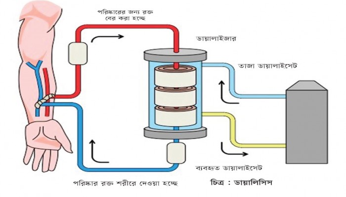 এসএসসি প্রস্তুতিঃ জীববিজ্ঞান বহু নির্বাচনী প্রশ্ন