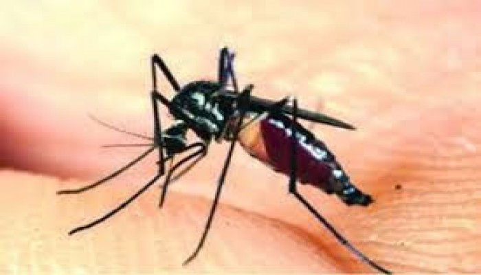ফের আসছে চিকুনগুনিয়া